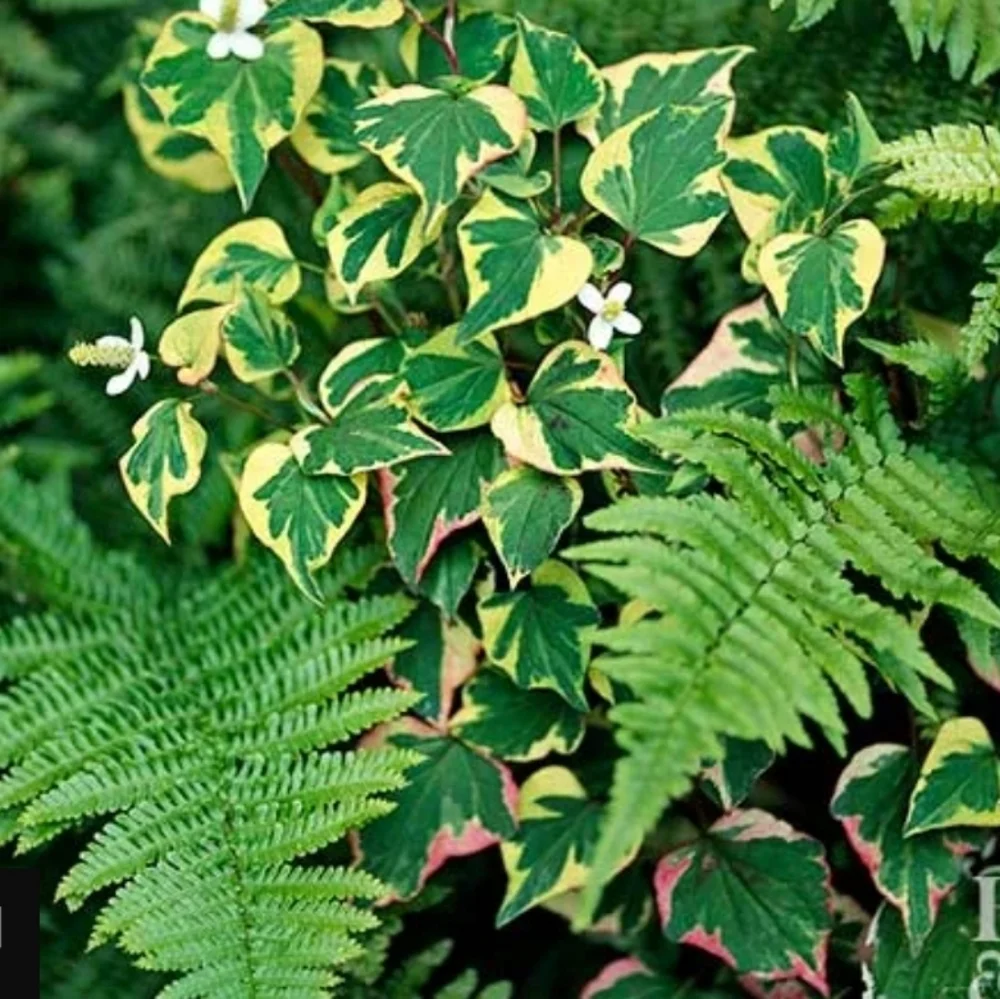 Chameleon Plant Groundcover 30 plants $20 - Picture 2 of 6